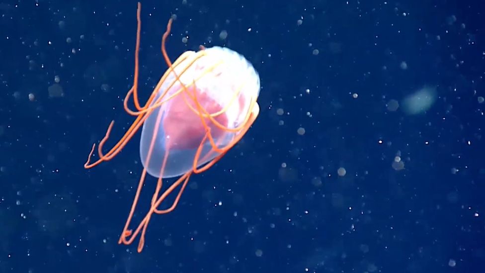 New species of jellyfish and other creatures discovered in Atlantic