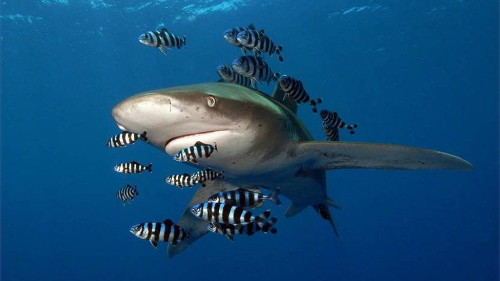 Shark Species Is Close To Extinction Says WWF - BBC Newsround