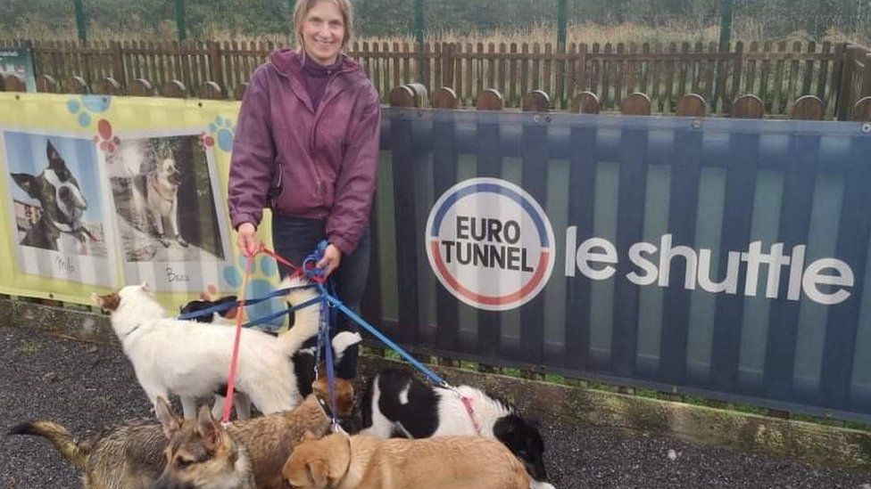 Ukraine rescue dogs taken away in quarantine row - BBC News