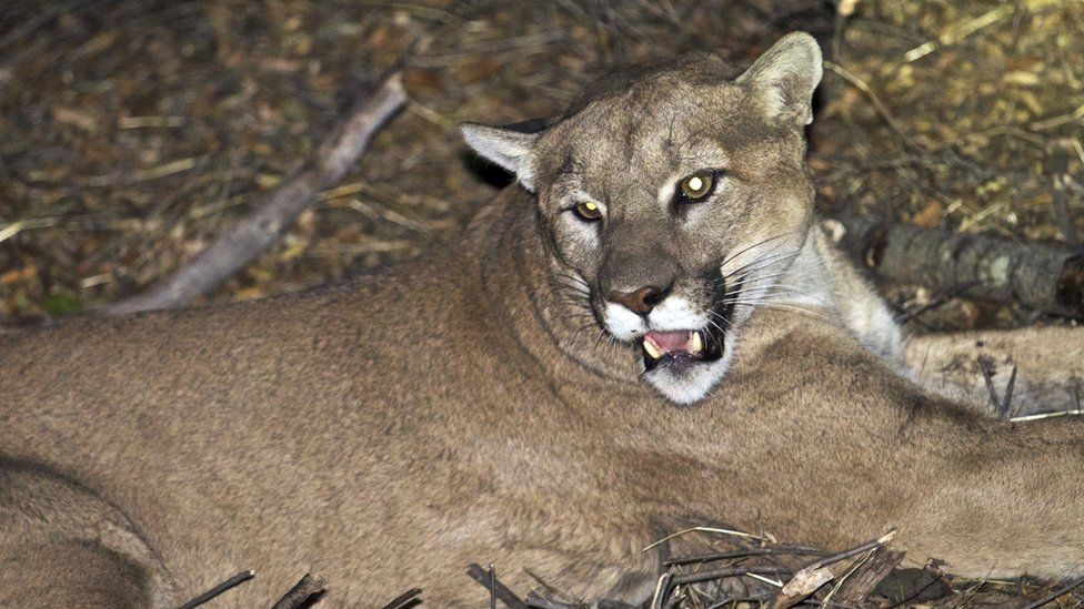 California wildlife officials say none of the mountain lions that they have studied, like P-45 picture here, are capable of attacking a human