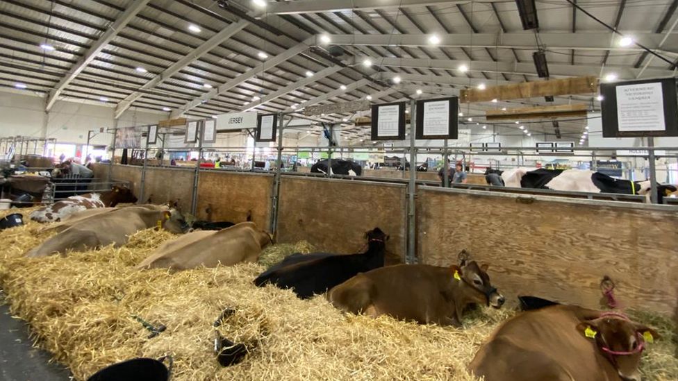 Cows at Devon County Show