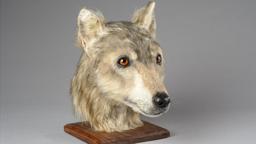Neolithic dog reconstruction