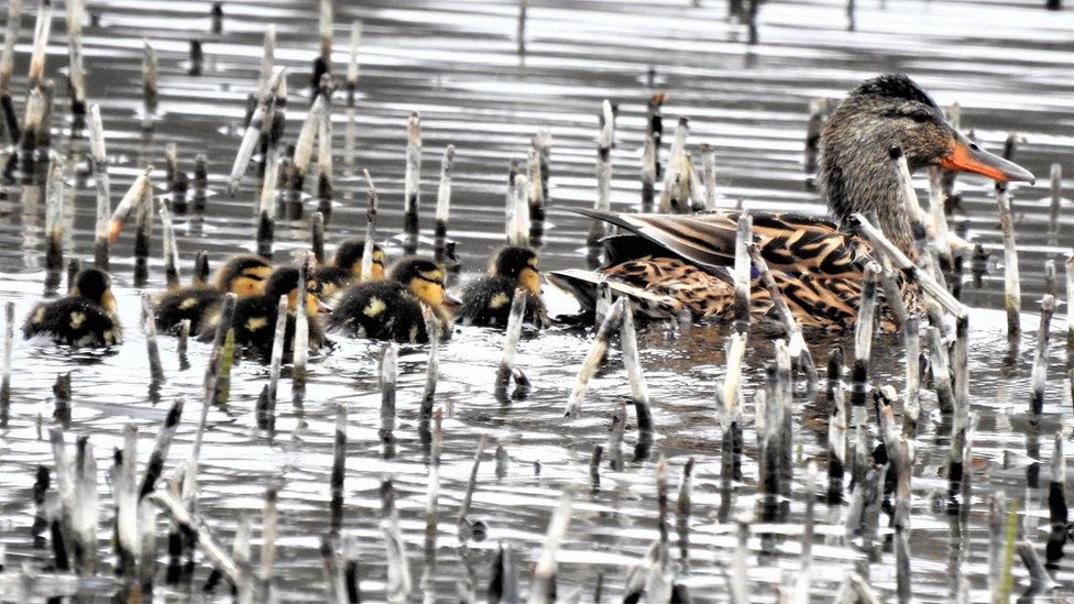 Ducks at Perchy Pond, Wishaw