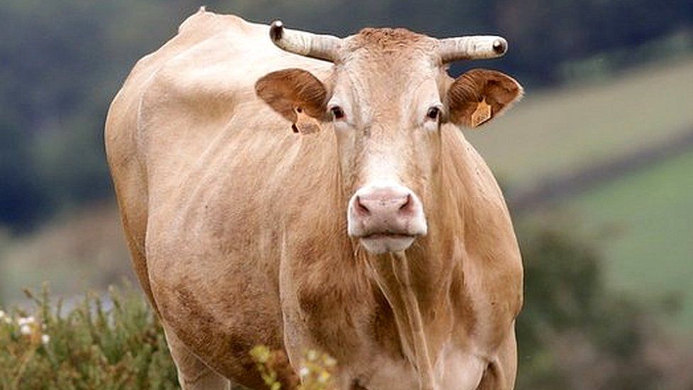 A cow in the Serra do Oribio in Triacastela, Lugo, Galicia, Spain.