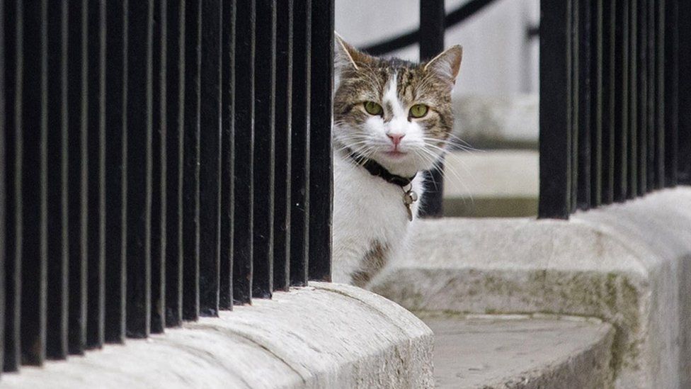 Larry outside Downing Street