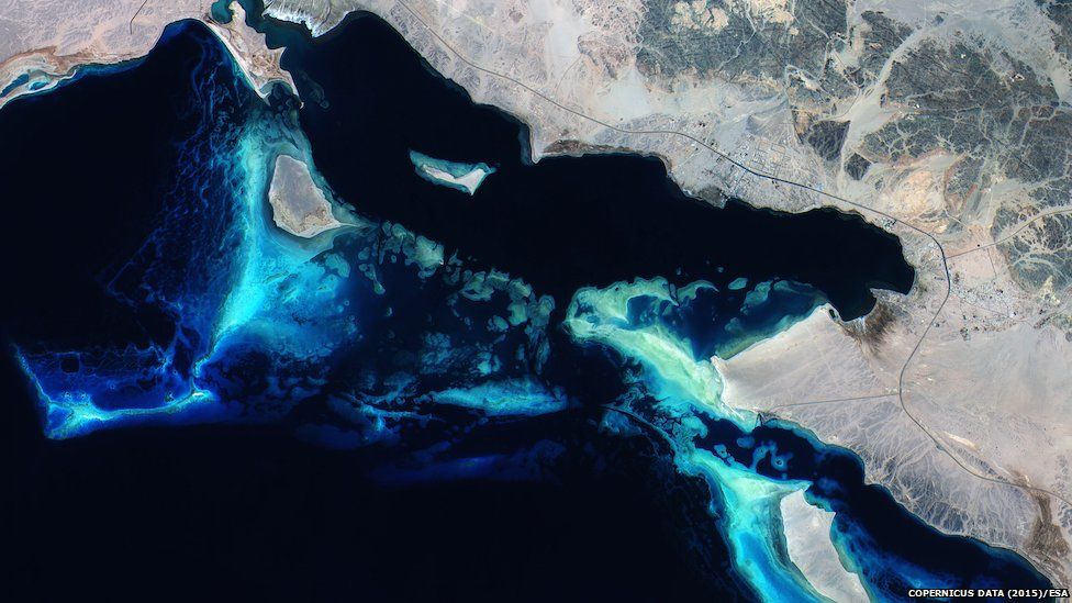 Corals off Saudi Arabia