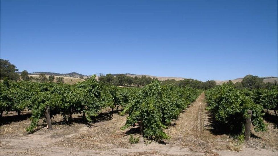 General view of a vineyard in the Barossa wine region, South Australia, Australia.