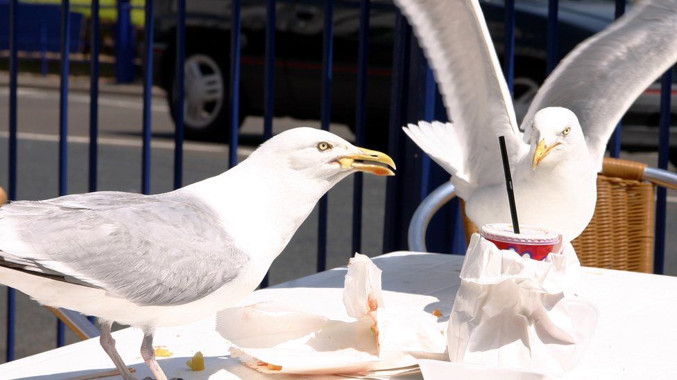 gulls eating leftover chips