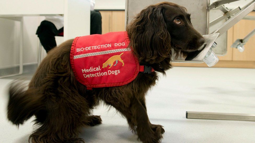 Dog in a hospital with jacket on reading 'bio-detection dog'