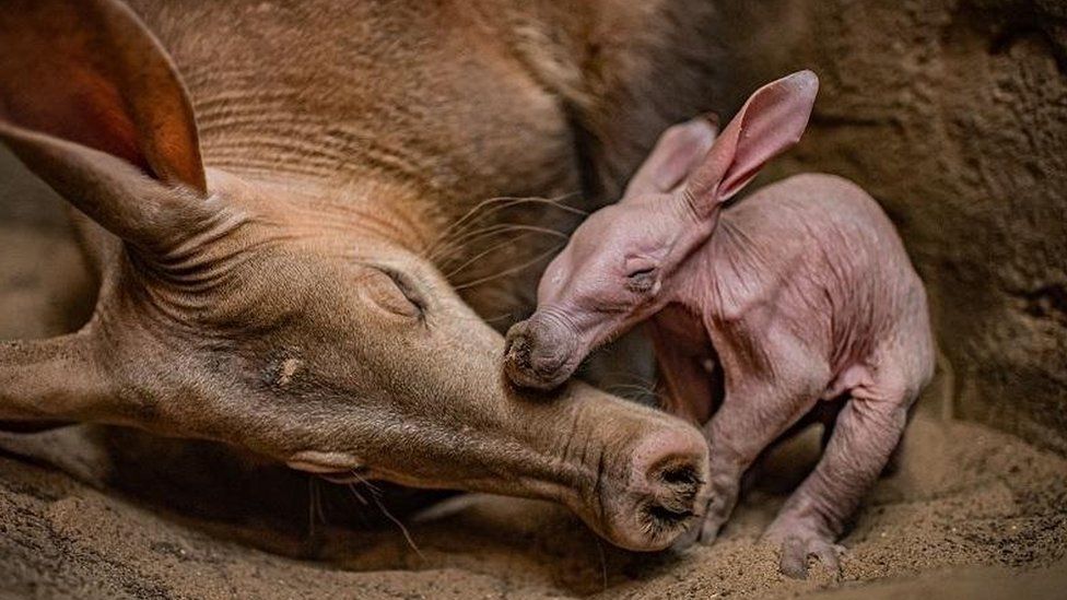baby aardvark with its mother