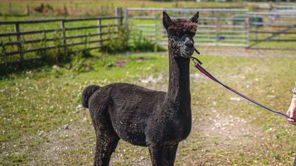 Geronimo the alpaca: Who is he and why did he hit the headlines? - BBC News