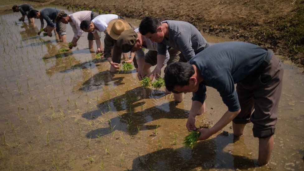 North Korea rice picking