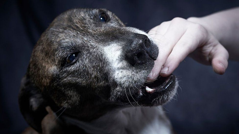 A dog has a human hand in his mouth