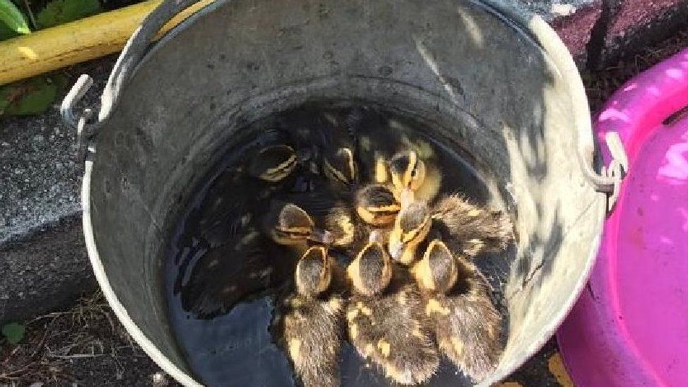 Ducklings in a bucket