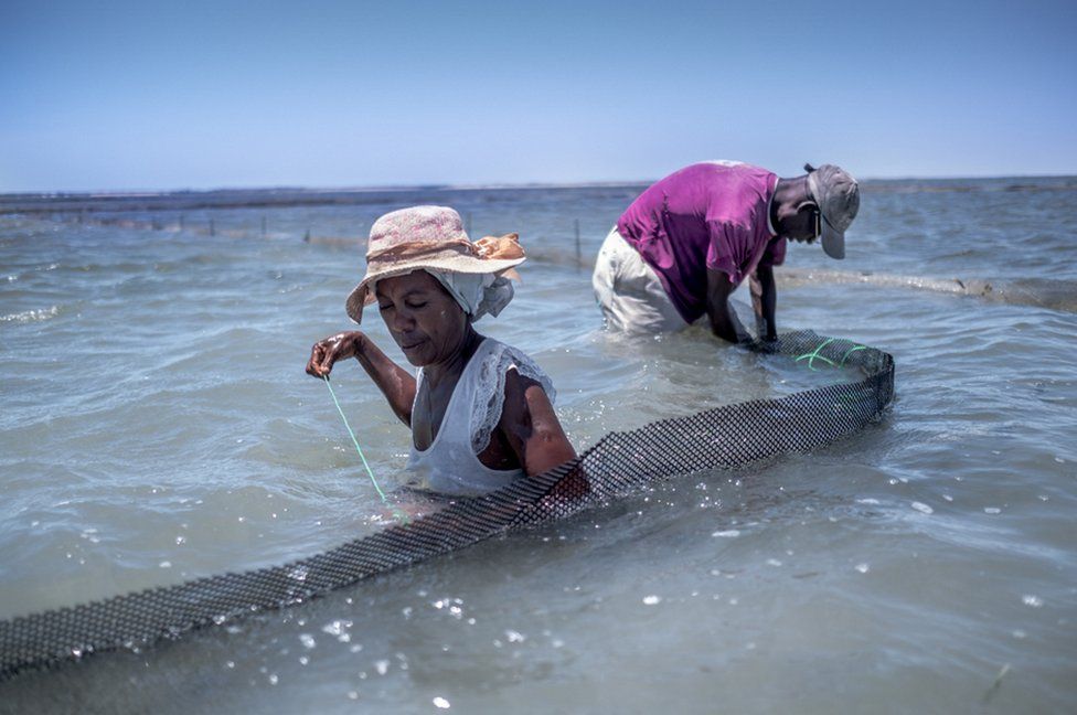 Sea cucumber farmers secure the walls of their pen