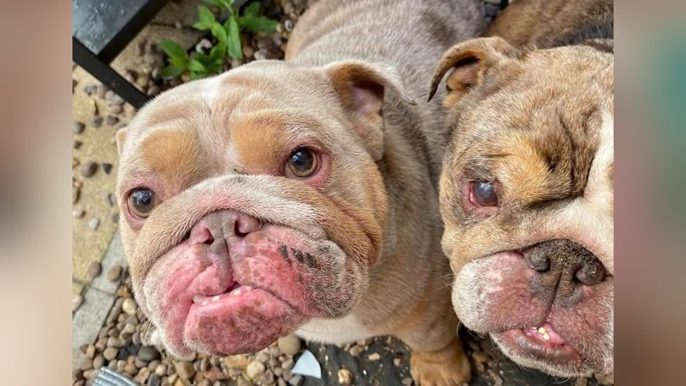 Samson and Delilah the bulldogs