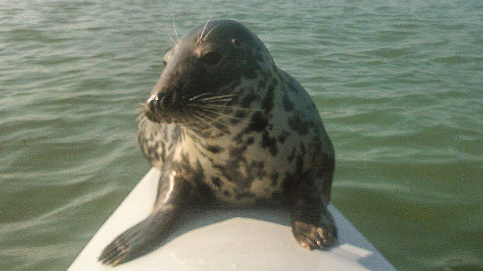 Seal hitches ride on Suffolk rower's boat - BBC News