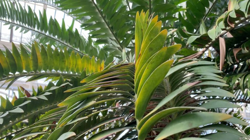 AI enlisted to find world's loneliest plant a female partner - BBC News