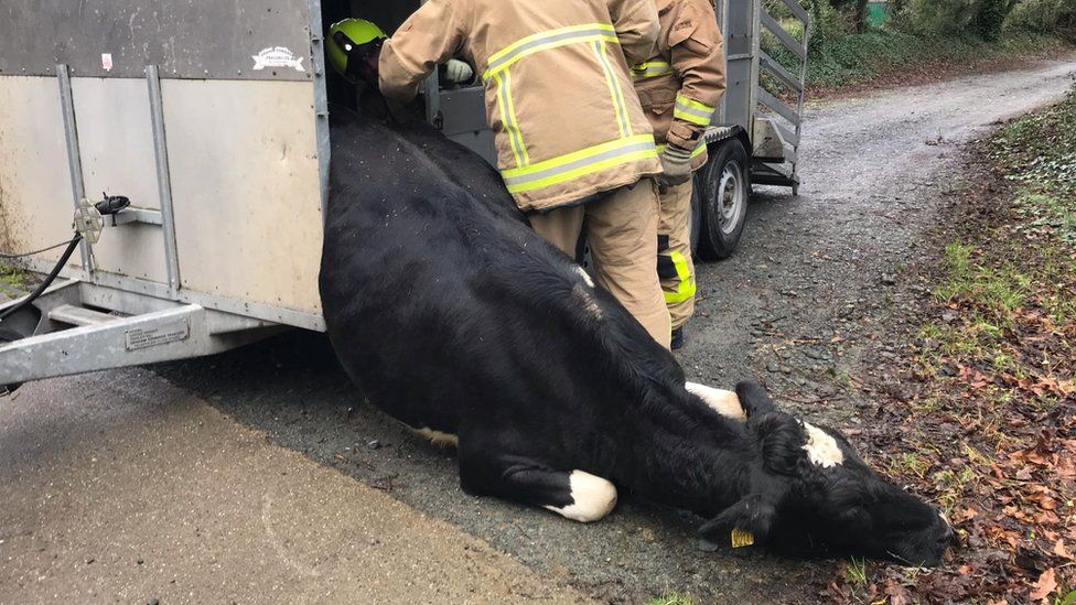Cow stuck in a trailer
