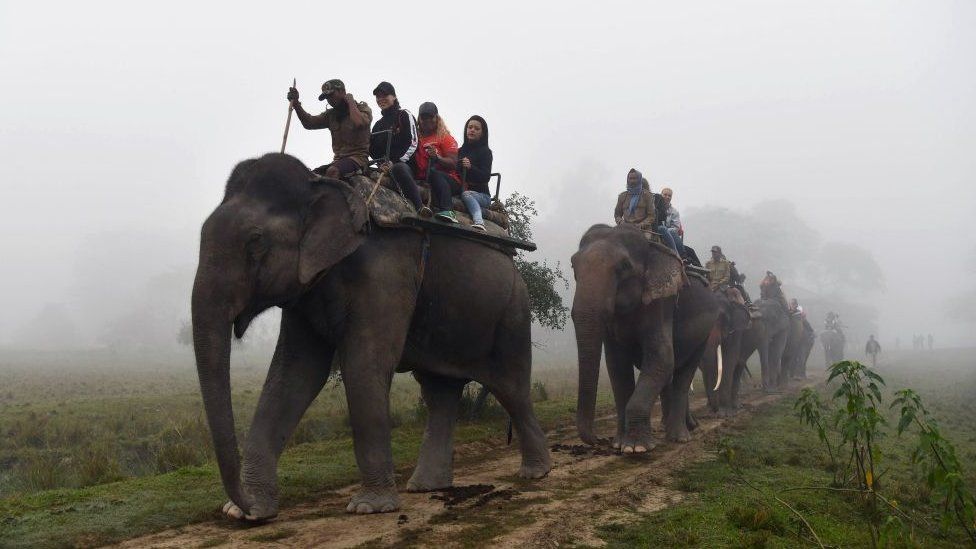 An elephant ride at Kaziranga National Park