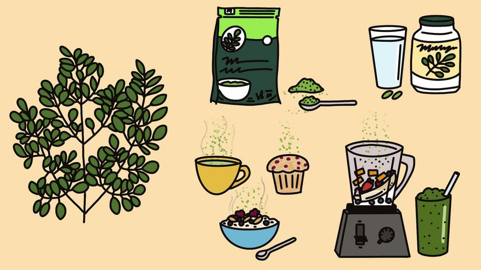 moringa illüstrasyonu