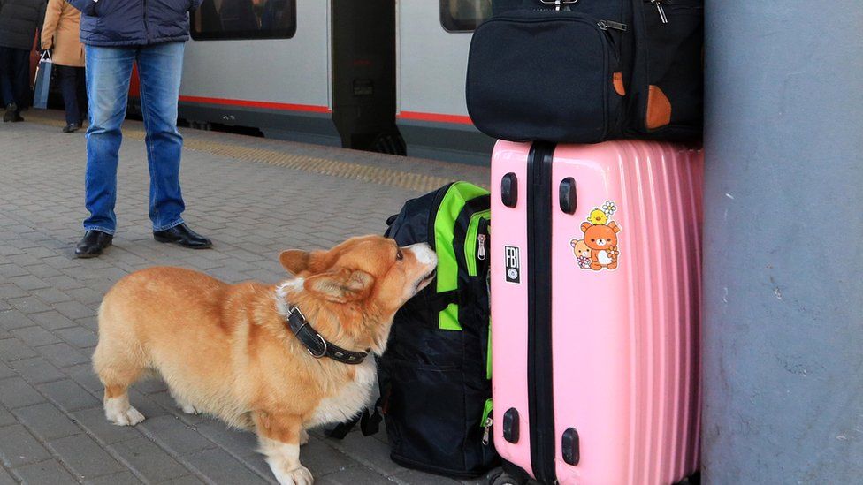 A Russian police dog inspects luggage at a railway station in the city of Nizhny Novogorod (file photo)