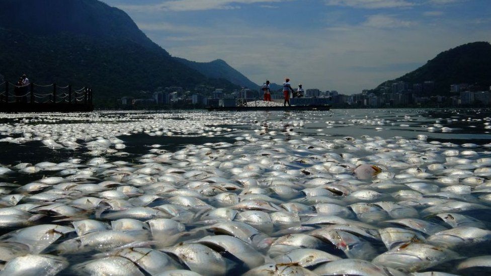 Мертвая рыба, Бразилия