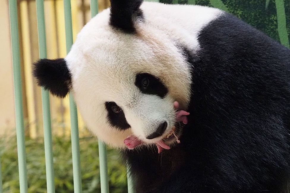 A giant panda holds a baby cub in her mouth