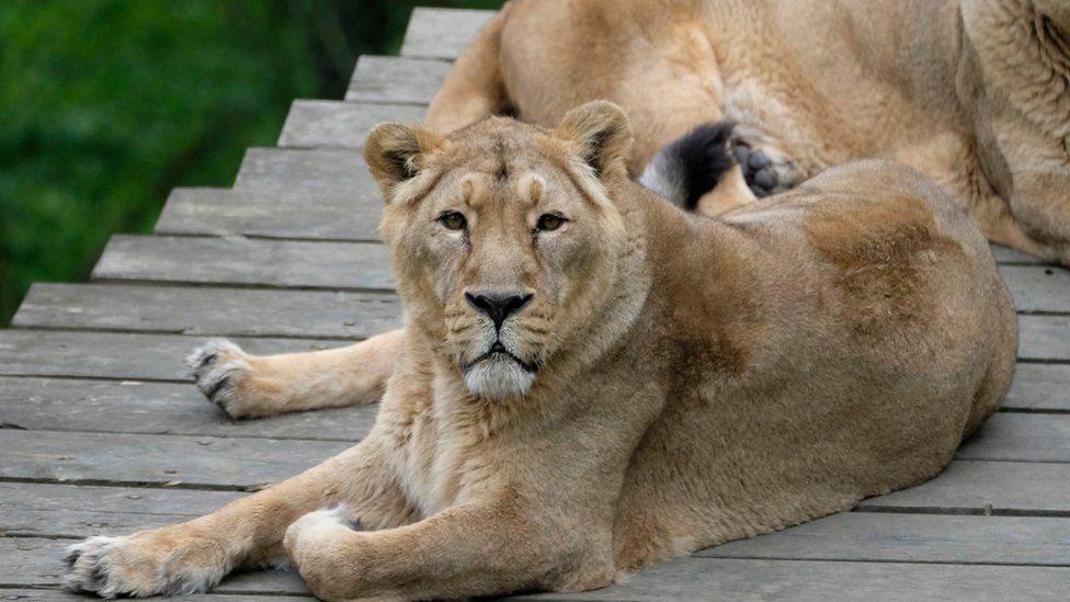 dudley-zoo-announces-death-of-firm-favourite-lioness-bbc-news