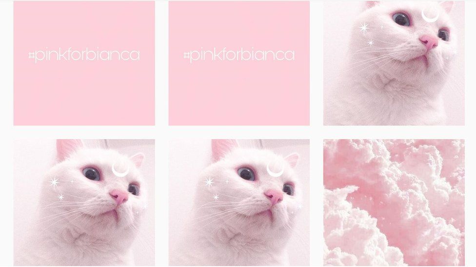 Photographs of cats and #pinkforbianca