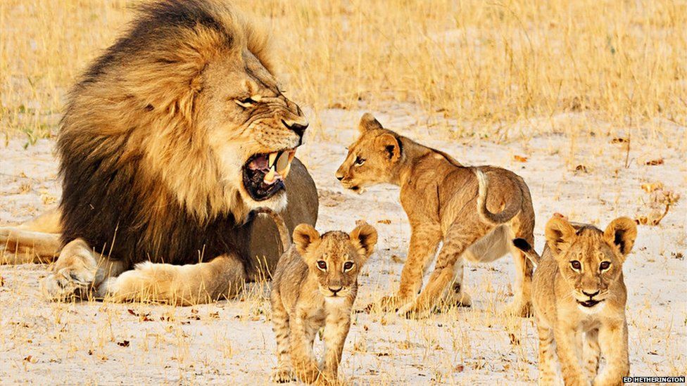 Cecil growling at his cubs