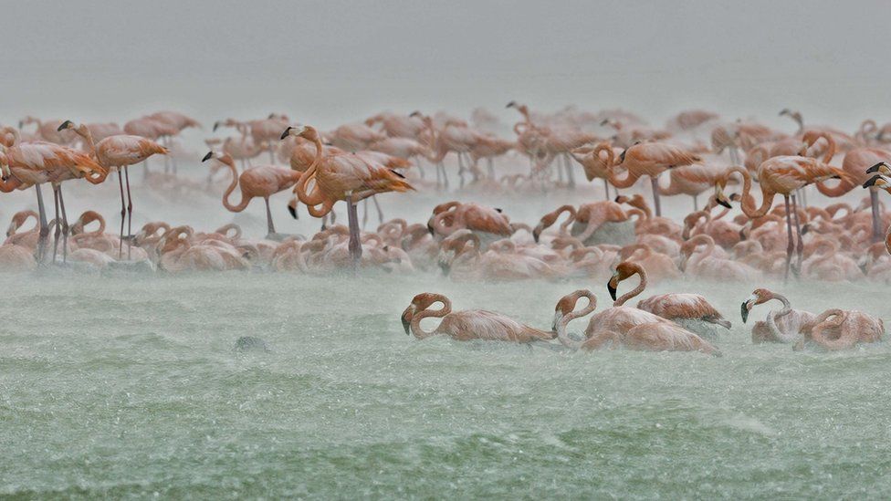 Flamingos in Mexico