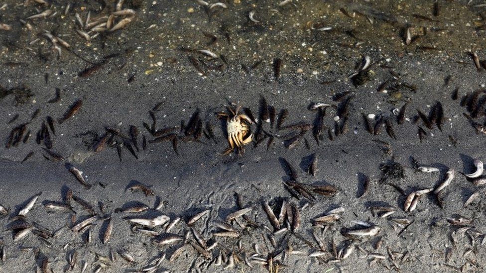 Dead fish appear on the beaches of La Manga del Mar Menor, Murcia
