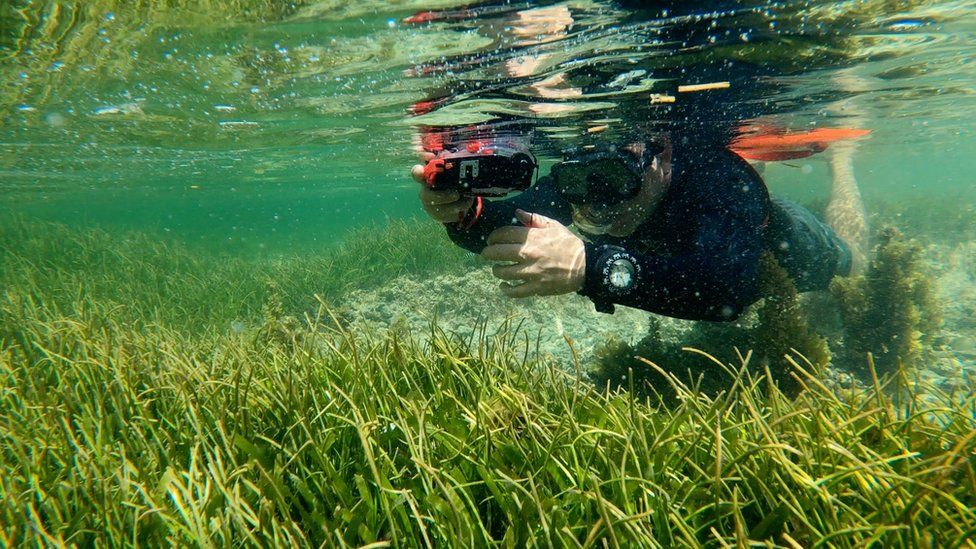 Jerome Harlay taking an underwater photo of seagrass