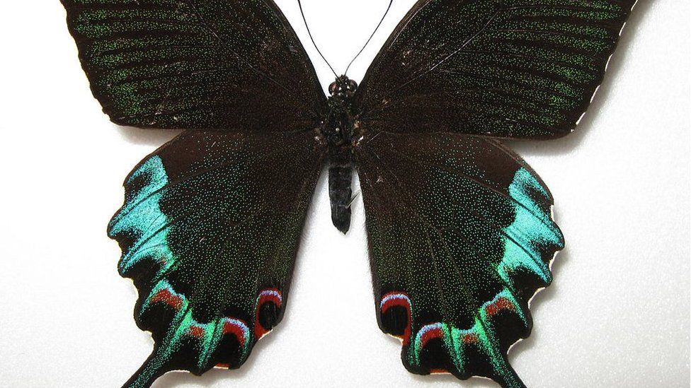 Picture of a Papilio Chikae butterfly (the Luzon peacock swallowtail)