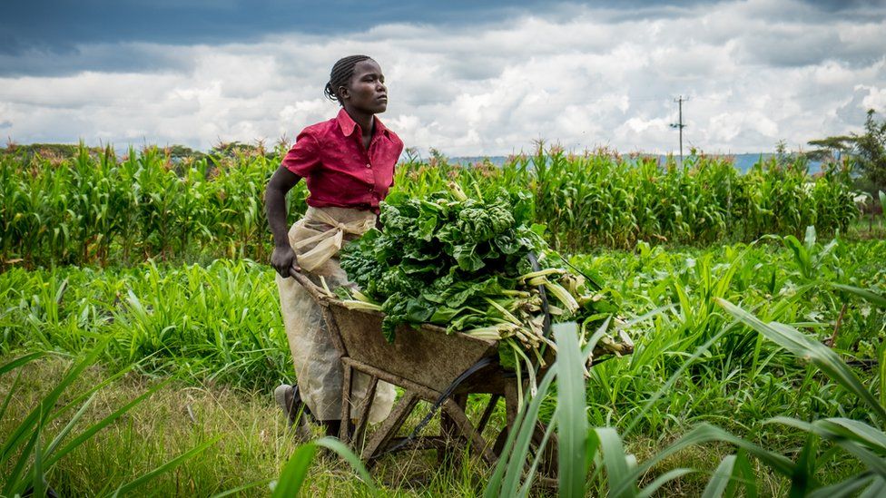Общий снимок овощного фермера в Кении