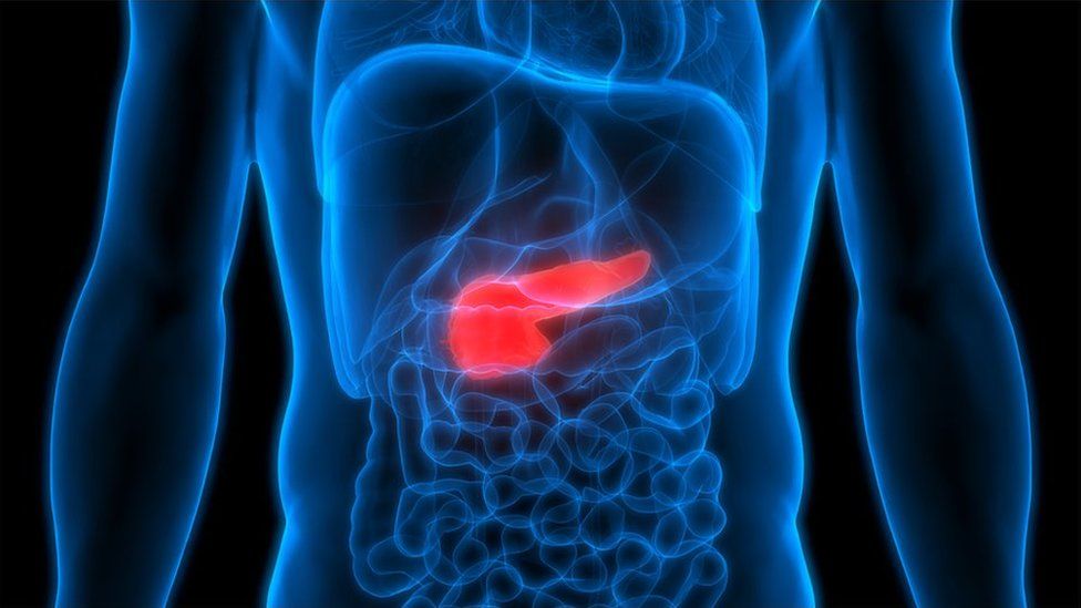 pancreas highlighted on human x-ray