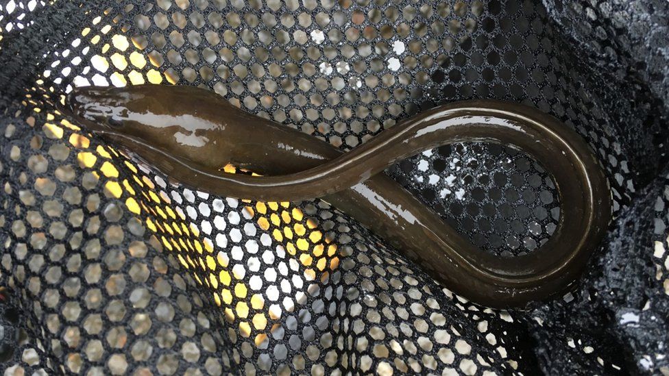 European Eel