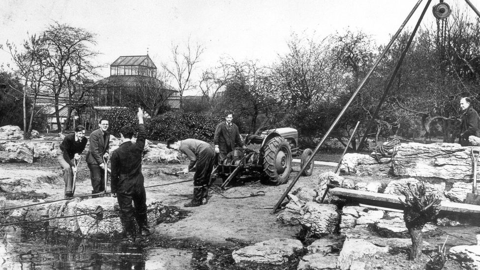 Building the rock garden in the 1950s, Cambridge University Botanic Garden
