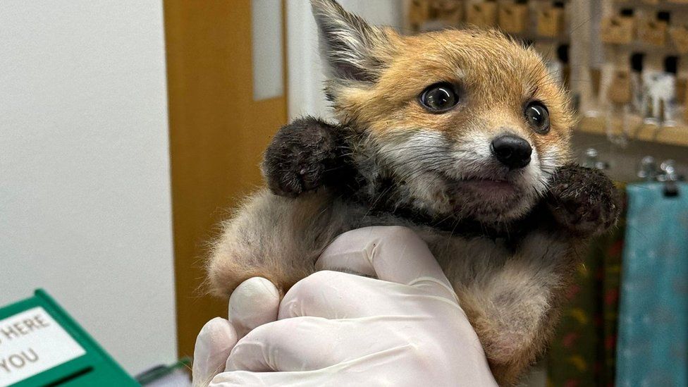 A fox cub being held by a vet