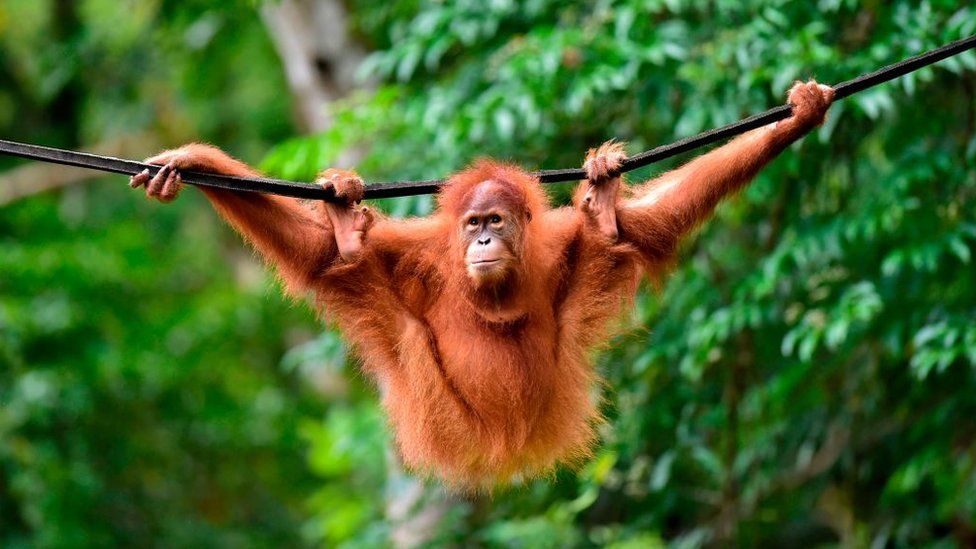 orangutan.