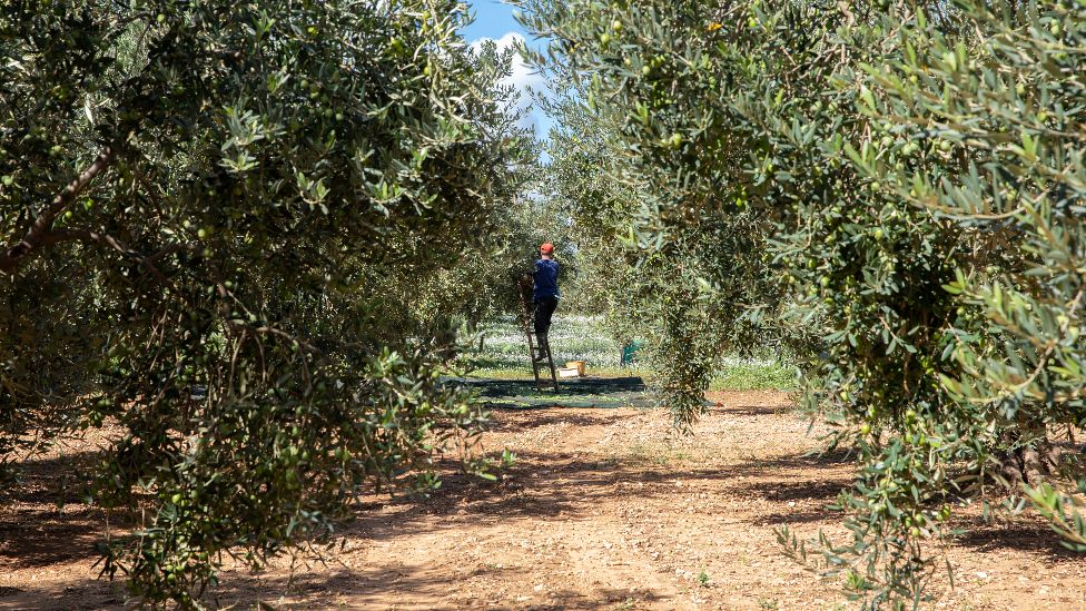 Olive groves in the countryside around Campobello di Mazara, Sicily, in Italy