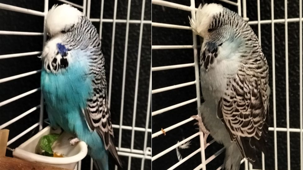 Two budgies that were rescued from a park
