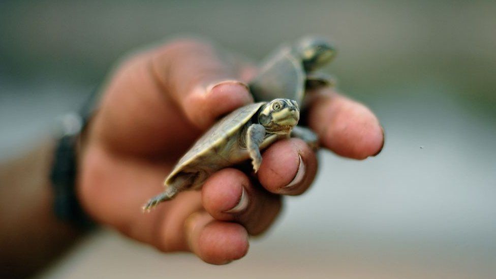A volunteer conservationist, holds recently hatched baby turtles near Volta do Bucho in the Western Amazon region, on September 19, 2017