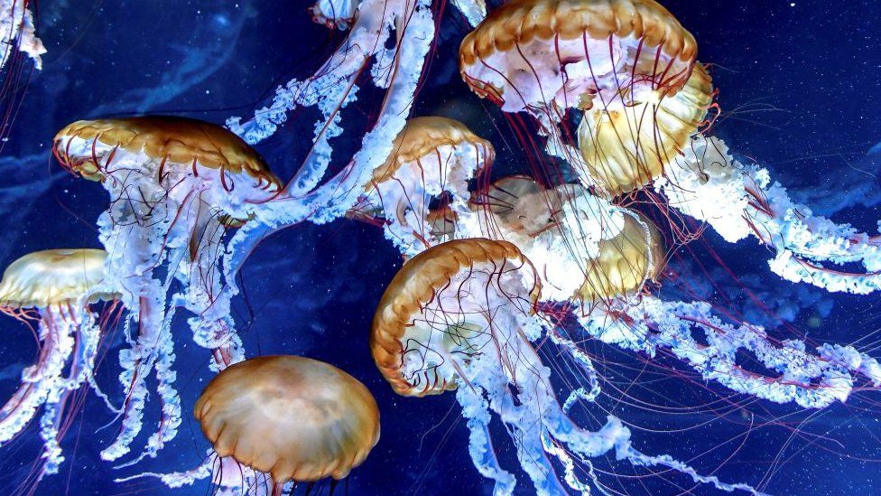 World Jellyfish Day 2023 What do you know about jellyfish? BBC Newsround