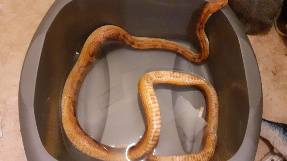 Corn snake in a bowl of water