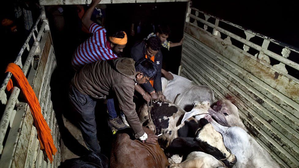 cow protection group in India