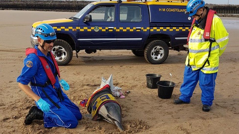 Stranded dolphin and rescuers