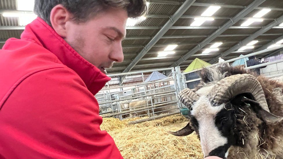 Sheep delivers triplets with different fathers at Market Rasen farm - BBC  News