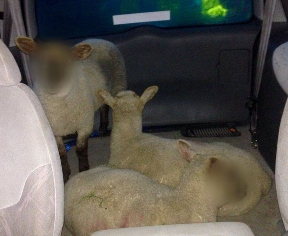 Sheep in car with faces blurred
